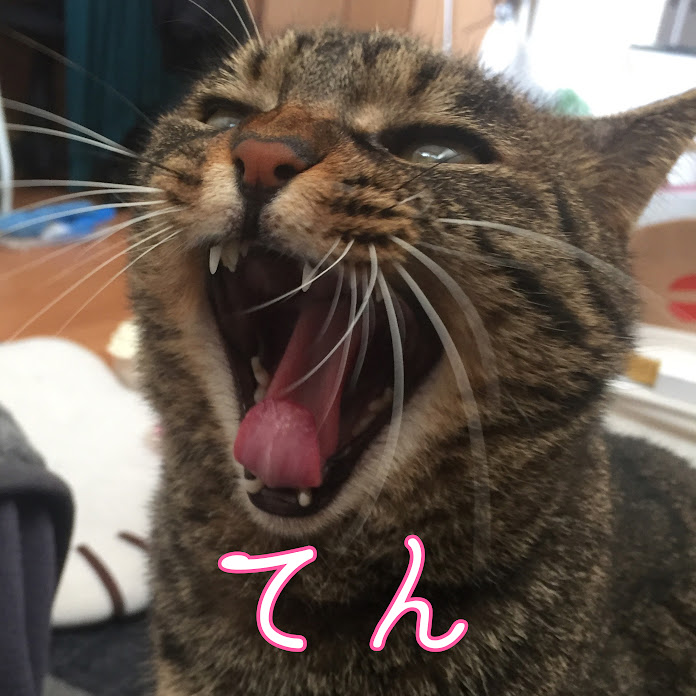 てん動画 Net Worth & Earnings (2026)