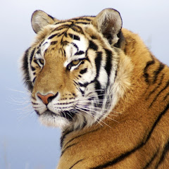 Tiger King Avatar