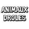 What could Vidéos Drôles buy with $100 thousand?
