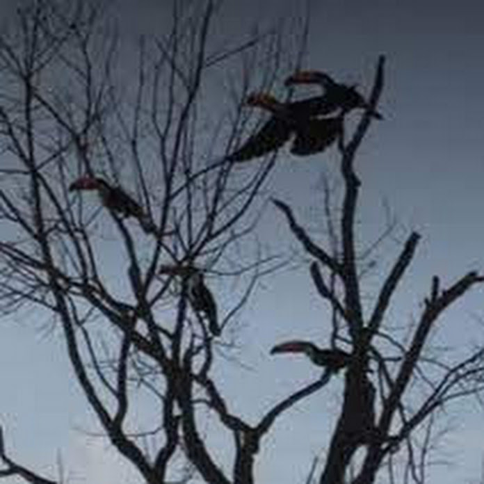 Osvaldo Scalabrini Net Worth & Earnings (2026)