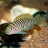@ricksaquatics5328 Avatar