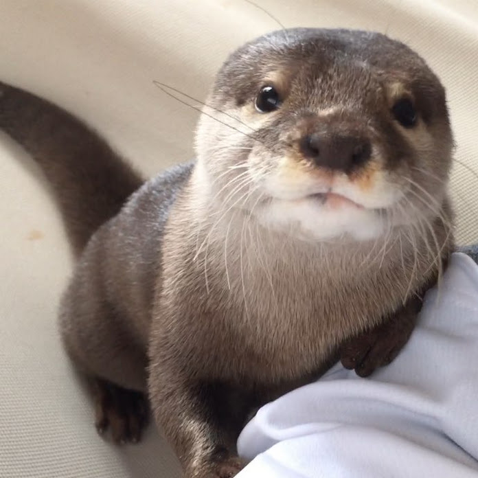 ma ko Net Worth & Earnings (2026)