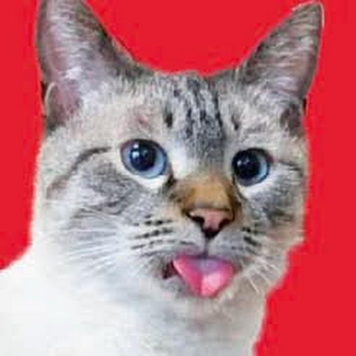 猫のデュフィとルノ Fauvism Cat Dufy and Renoir Net Worth & Earnings (2026)