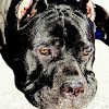 What could Senza Tempo Cane Corso buy with $100 thousand?