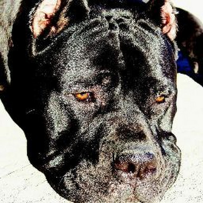 Senza Tempo Cane Corso Net Worth & Earnings (2026)