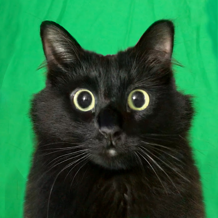 OwlKitty Net Worth & Earnings (2025)