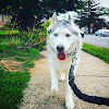 What could Zeus The Stubborn Husky buy with $100 thousand?
