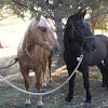 What could Think Like A Horse buy with $100 thousand?