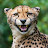 @cheetah2172