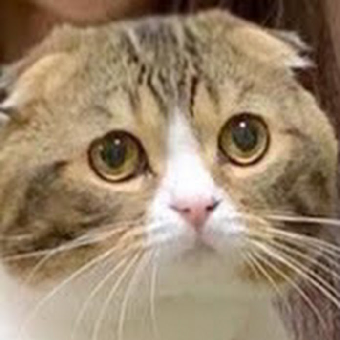 スコスコぽこ太郎&うま次郎〜猫ちゃんねる〜 Net Worth & Earnings (2026)