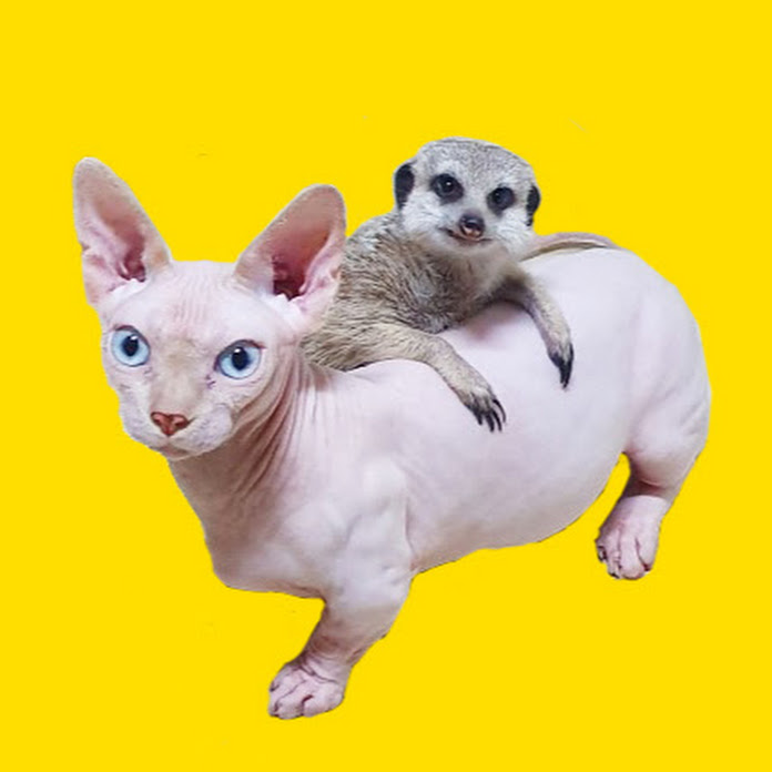 티몬과 품바 Timon and pumbaa Net Worth & Earnings (2026)