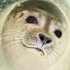 Thumbnail of related channel