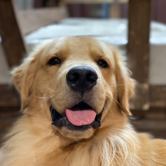 ジョイの小部屋 Net Worth & Earnings (2026)