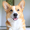 What could Topi The Corgi buy with $1.76 million?