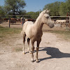 What could RANCHOLAROSA buy with $100 thousand?