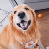 What could PetsOnly buy with $1.2 million?