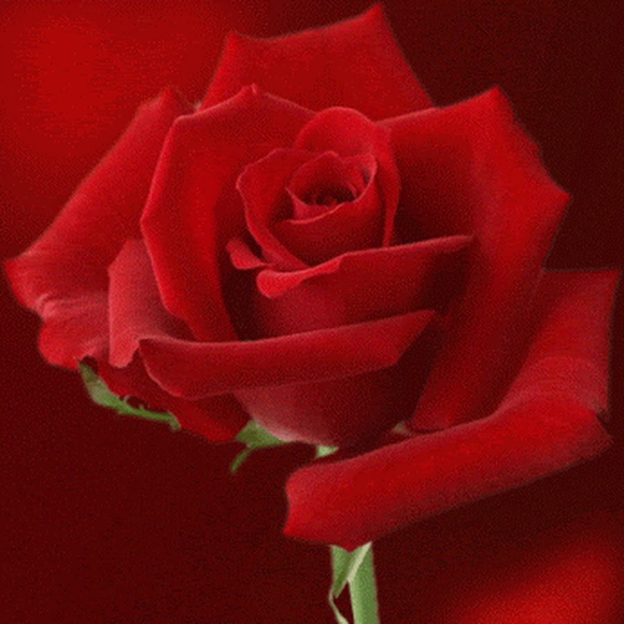 Голландские розы гифы