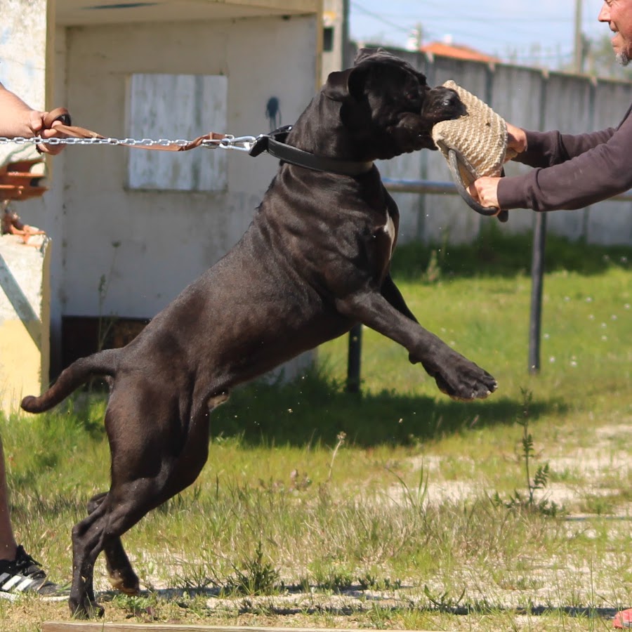 cane corso portugal Arenas da Caparica - YouTube