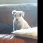 dog love YouTube Profile Photo