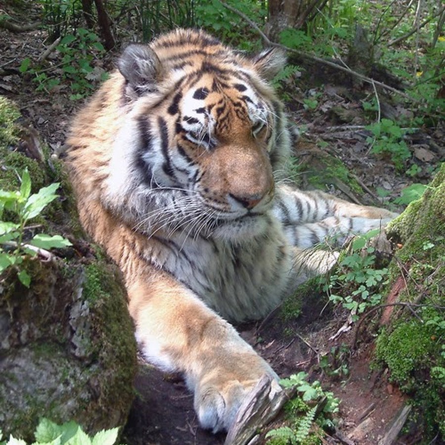 Уссурийский тигр и амурский тигр. Самый первый тигр на земле. Национальный парк земля леопарда амурский тигр. Амурский (уссурийский) тигр. Уссурийский тигр и амурский тигр.