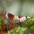 Kokobok Aquascape Avatar