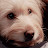 Miracle Winchester Avatar