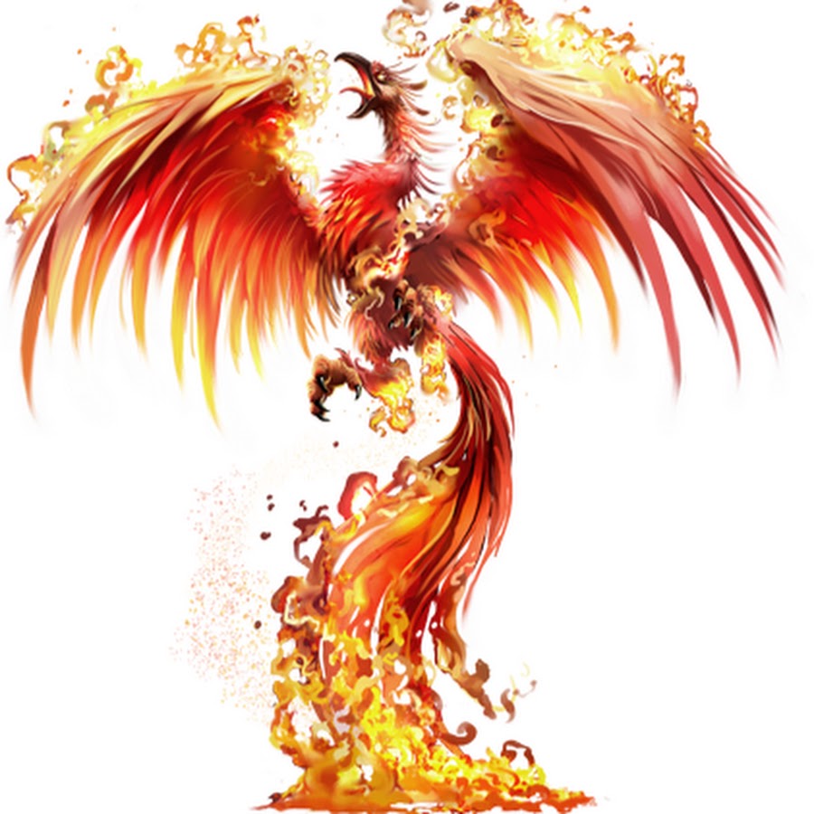 Замкнутый феникс и популярная скарлетт. Птица Феникс. Огненный дракон. Огненный Феникс. Птица Феникс на белом фоне.