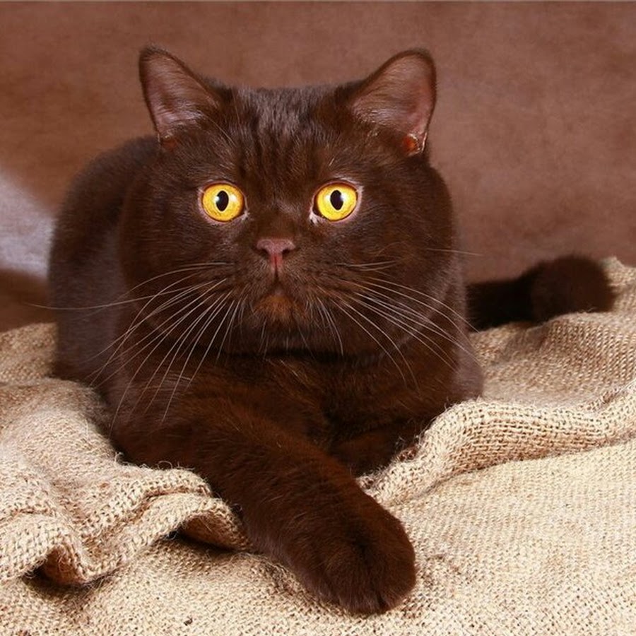 Порода с черно коричневым окрасом. Британский кот циннамон. Шотландская кошка циннамон. Британская короткошёрстная кошка циннамон. Шоколадный британец кот.