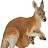Kangaroo DF
