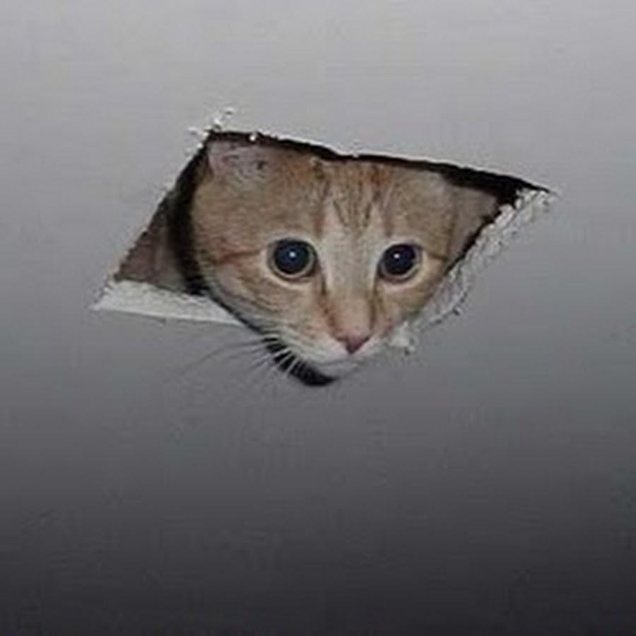 Кот из потолка