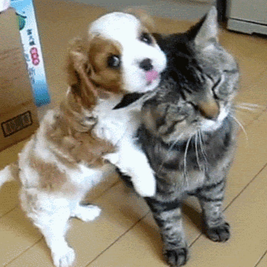 Гифка животные. Живой пожалеть. Собака гиф. Живой пожалеть. Животное гиф.