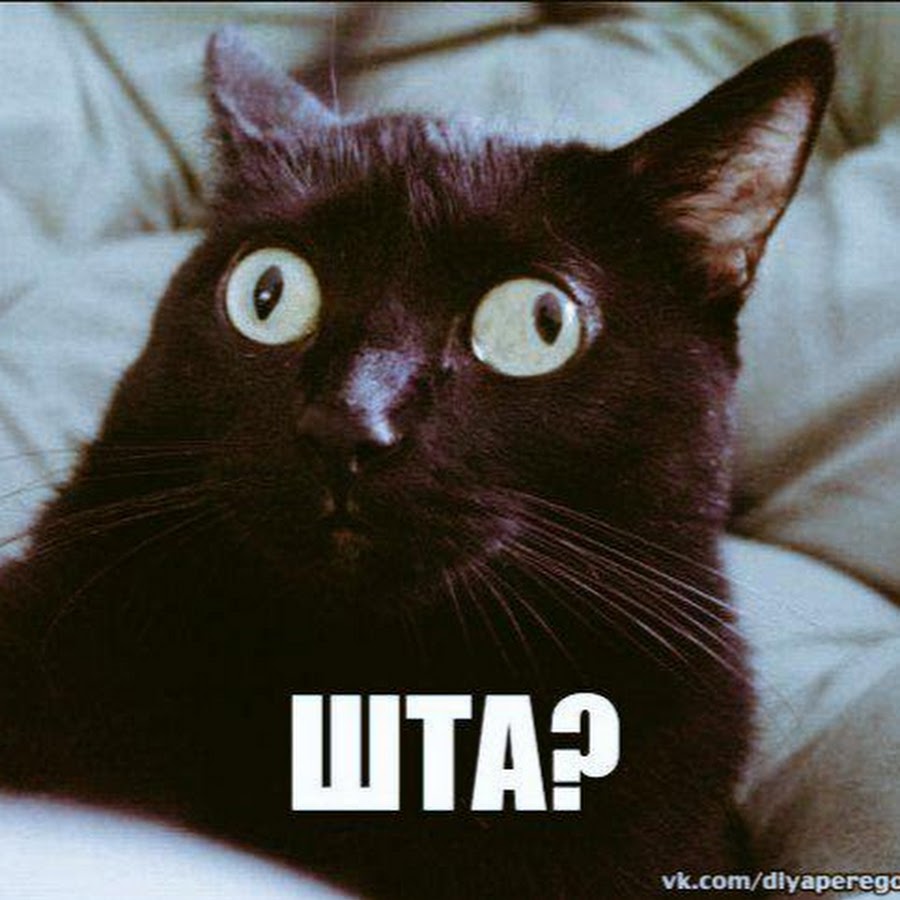 Кот в ахуях. Честноиговоря я в ахуе. Сижу ах. Котоматрица. Сижу ах.