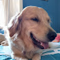 Rosie #the golden retriever YouTube Profile Photo