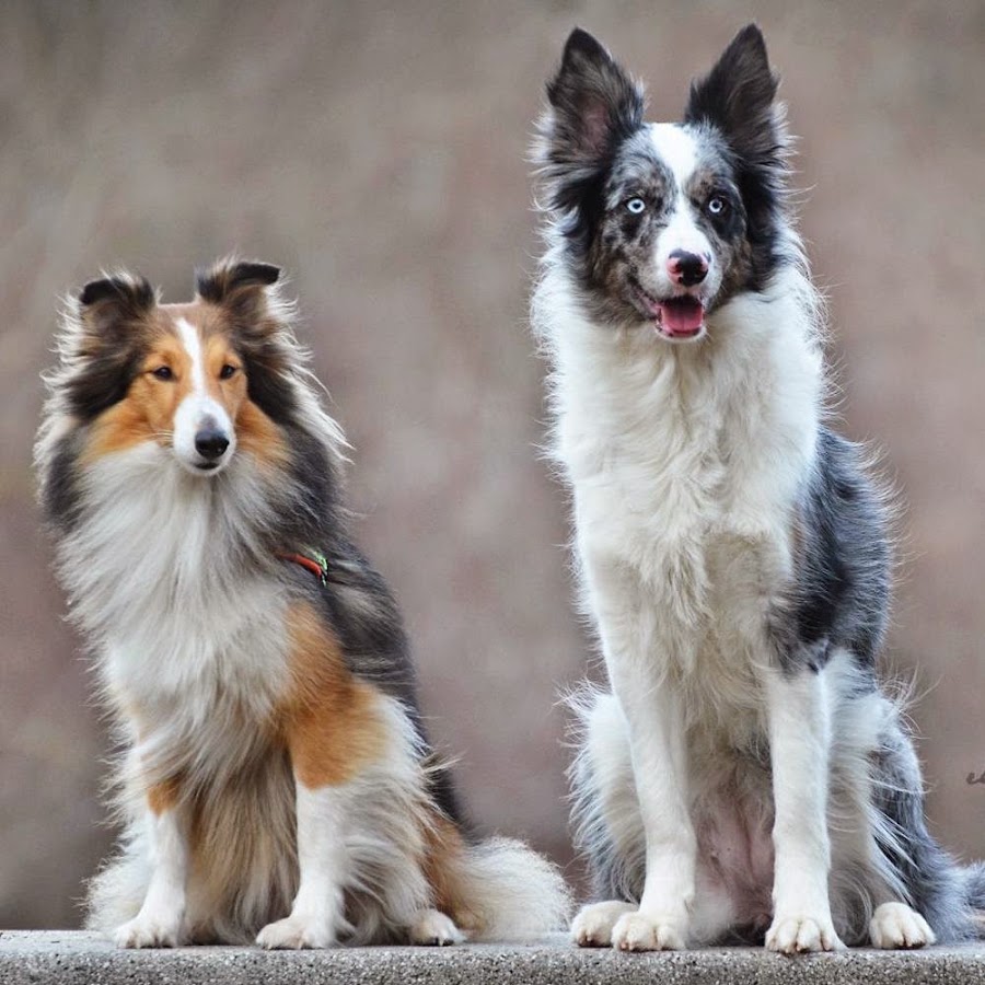 Is a border collie the same as a sheltie