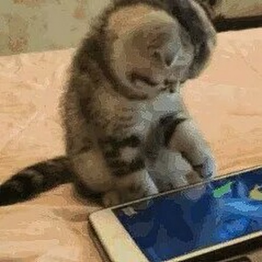 Гифка котята играются