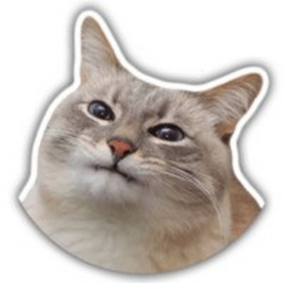 стикеры с котами телеграмм. стикеры телеграмм кот. кот из телеграмма. мемы с котами для стикеров. стикеры с мемными котами в телеграмме.