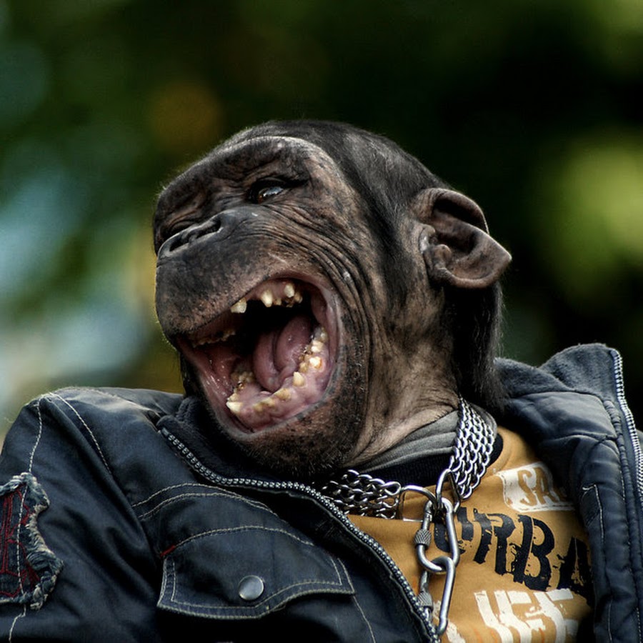 дебильная улыбка. Crocuta crocuta. фотопортреты с эмоциями. смешная улыбка. странный смех.