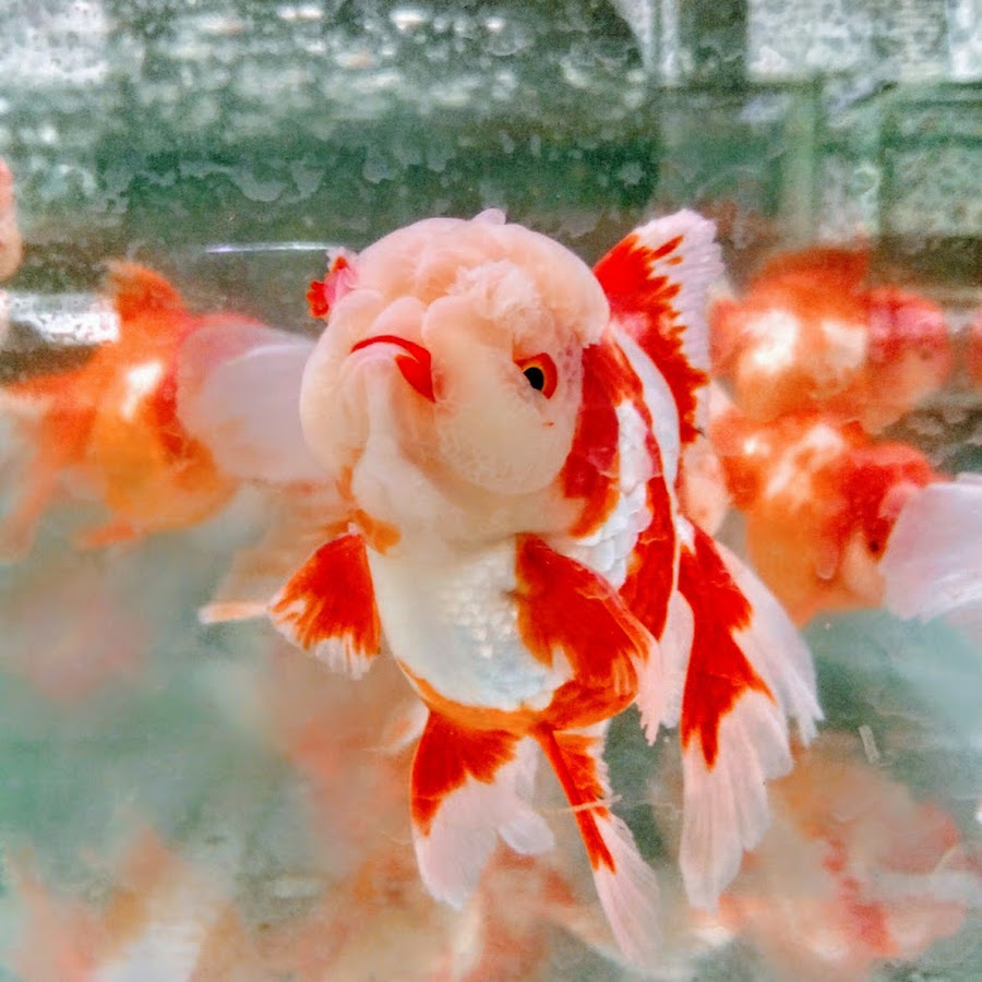 金魚飼育物語 Youtube