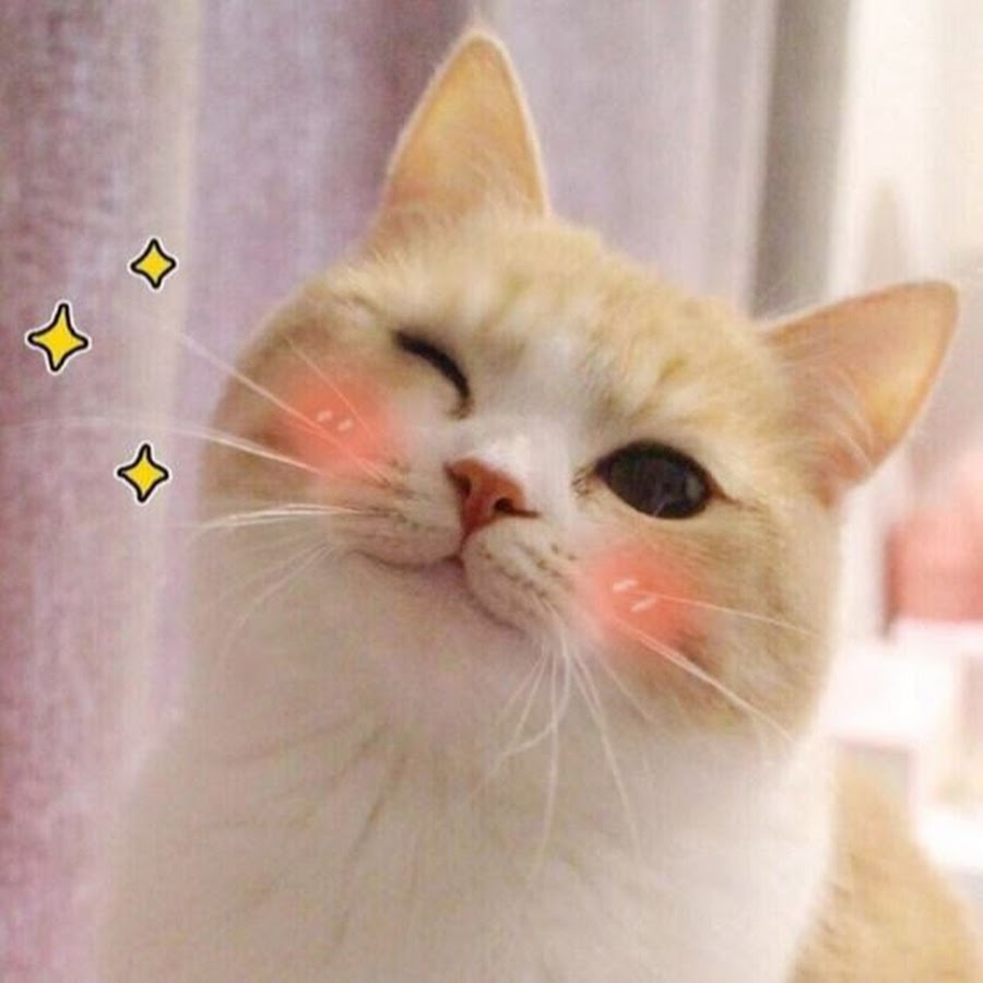 Chim Te Cat - YouTube.