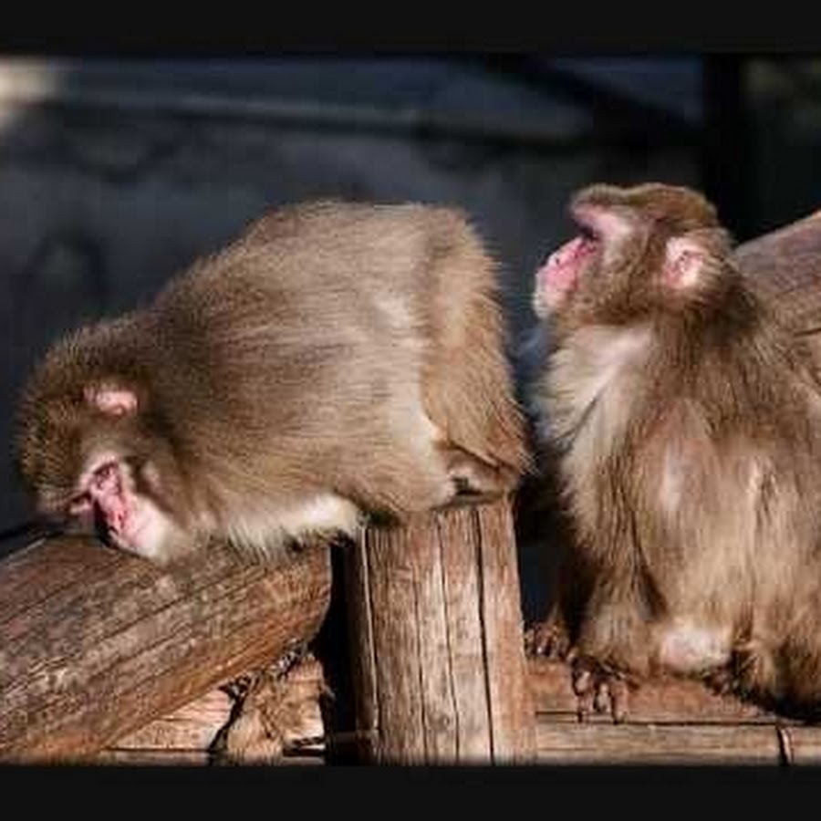 Мое воспитание не позволяет. Цитаты мудрецов о жизни. Я снова посмотрела в эти глаза и прошептала. Свербит это. Пунктуальность цитаты.