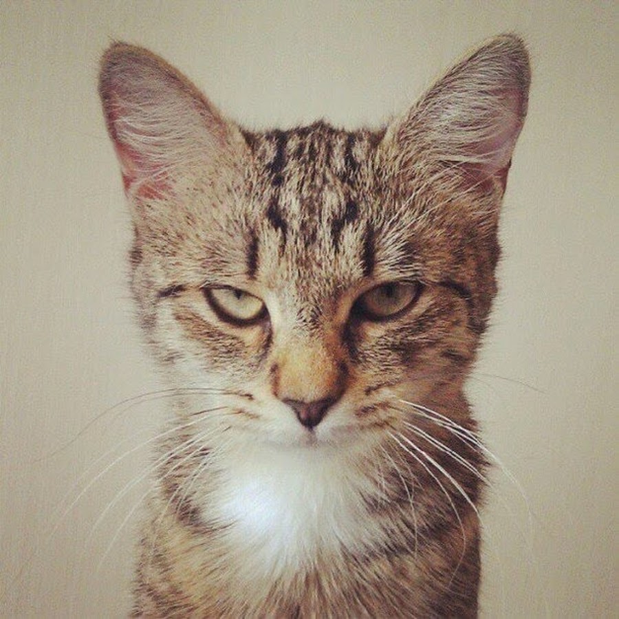 Кот задумался