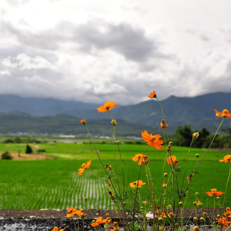 柳喪彪 - 網紅的藏寶箱 