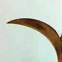 مطلقة ام فهد