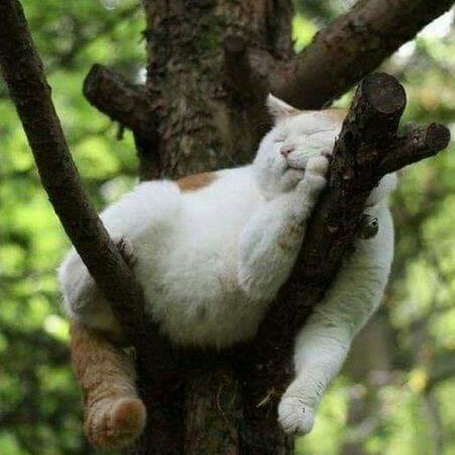 Кот на яблоне