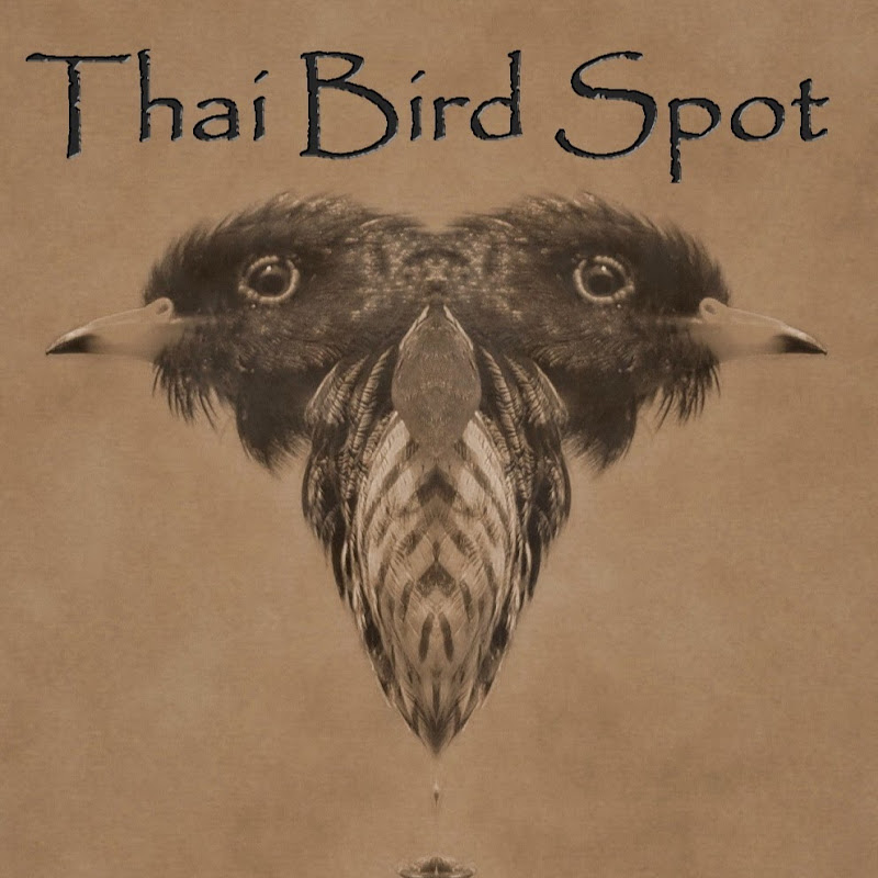 Thaibirdspot