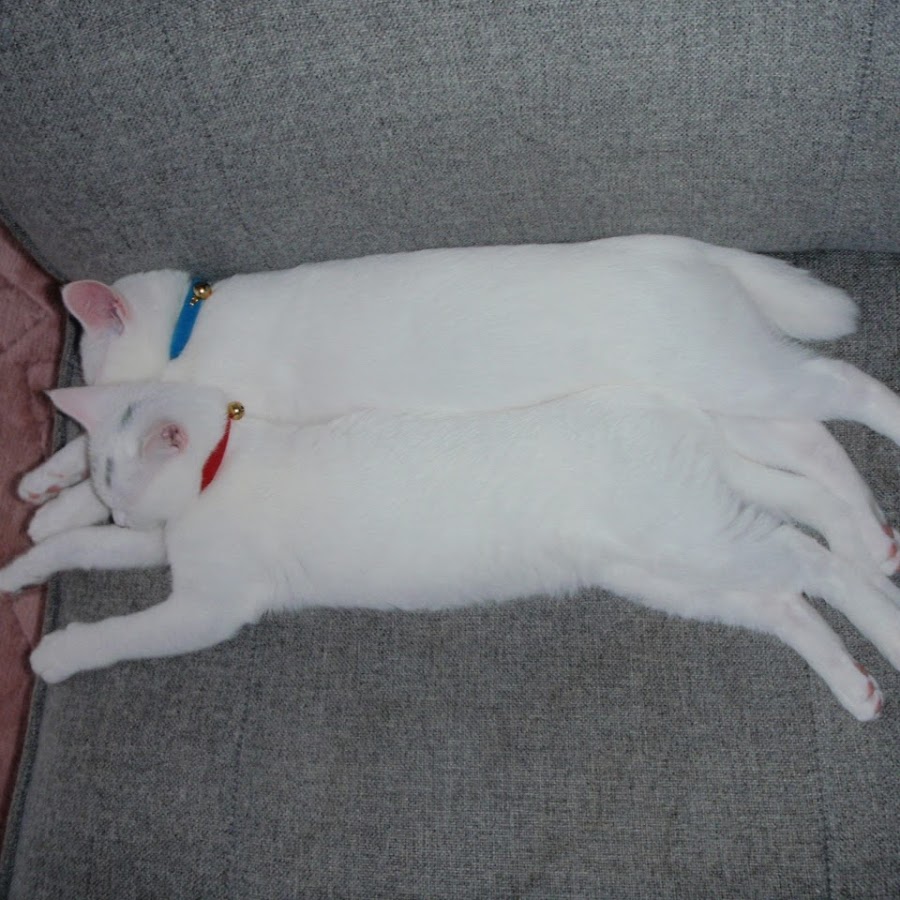 北の国から森正直堂 Youtube