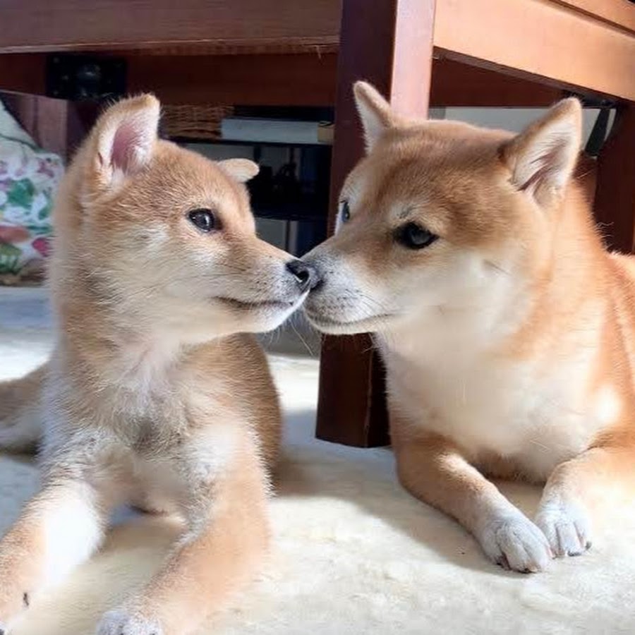 Sunnyrum Channel Youtube