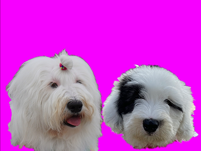 選択した画像 オールドイングリッシュ 大型 犬 もふもふ 232595