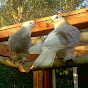 pigeon loft YouTube Profile Photo