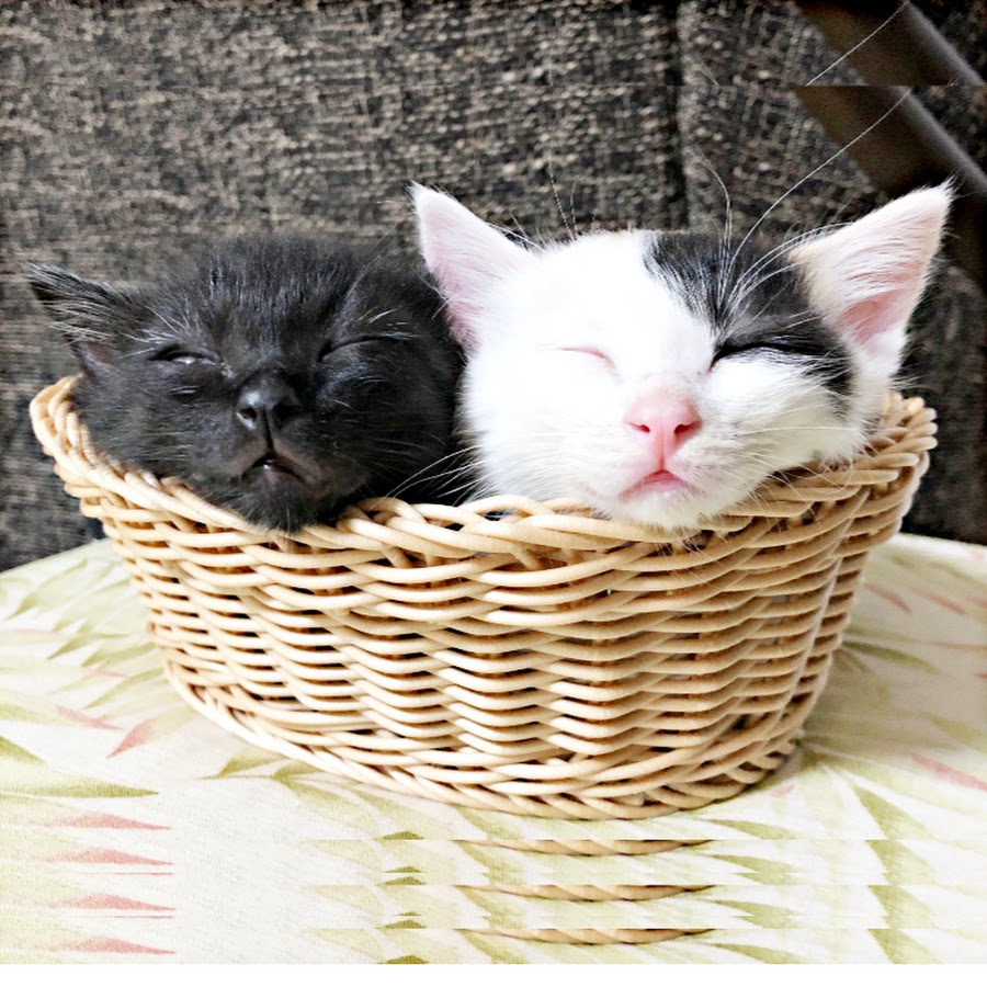 猫のこじろう ちゃちゃこ くろみけ Youtube